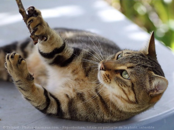 Photo de Chat domestique