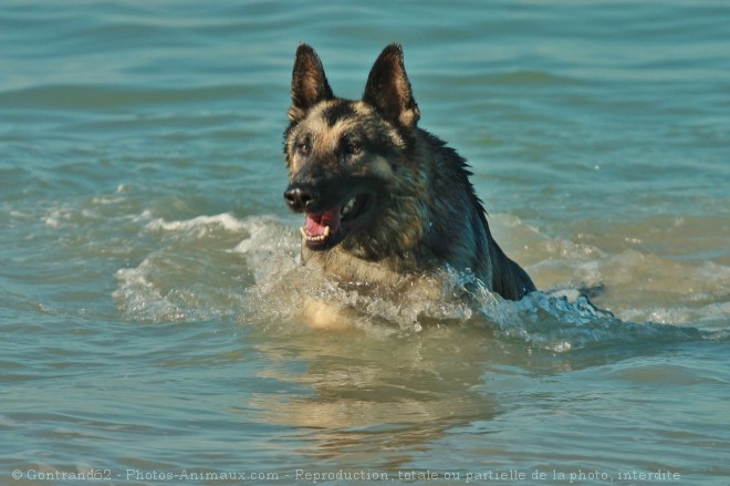 Photo de Berger allemand  poil court