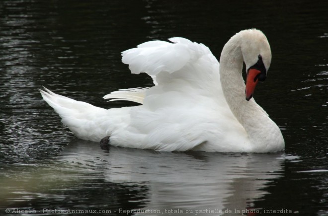 Photo de Cygne