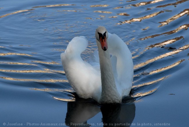 Photo de Cygne