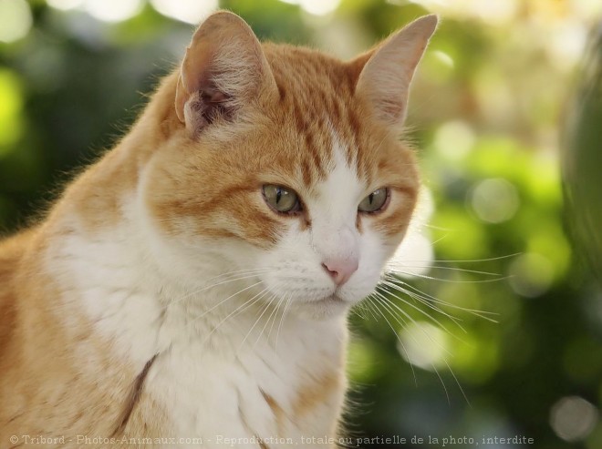 Photo de Chat domestique