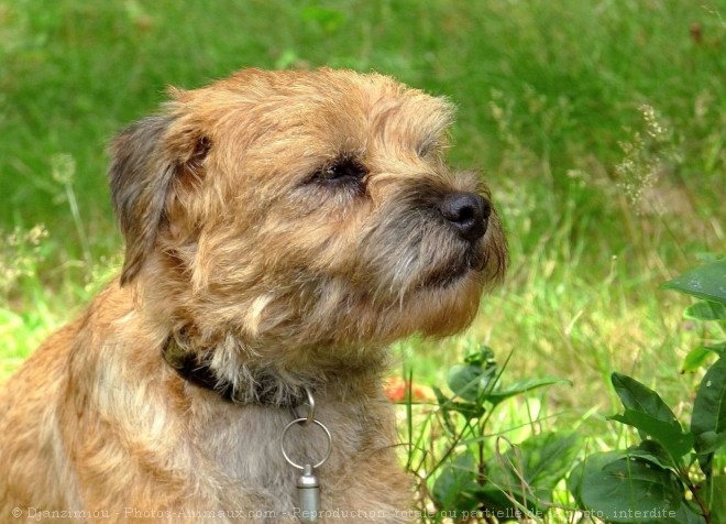 Photo de Border terrier