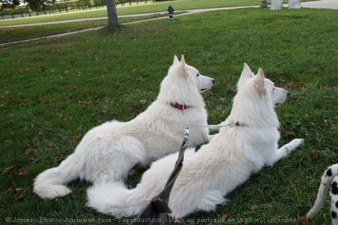 Photo de Berger blanc suisse