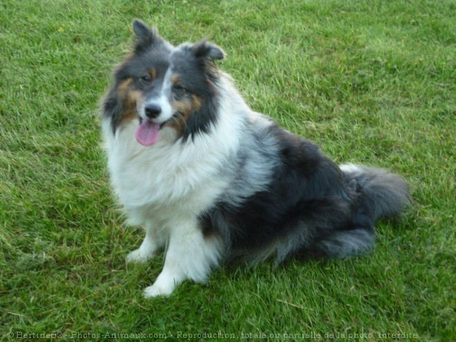 Photo de Chien de berger des shetland