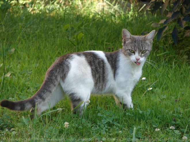 Photo de Chat domestique