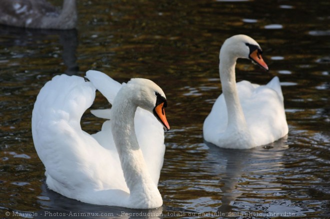 Photo de Cygne