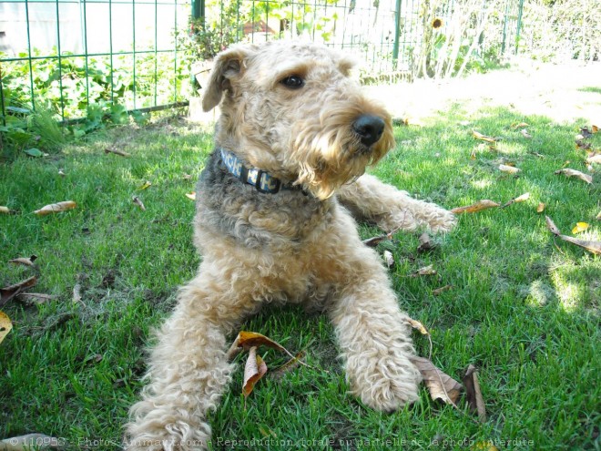 Photo d'Airedale terrier