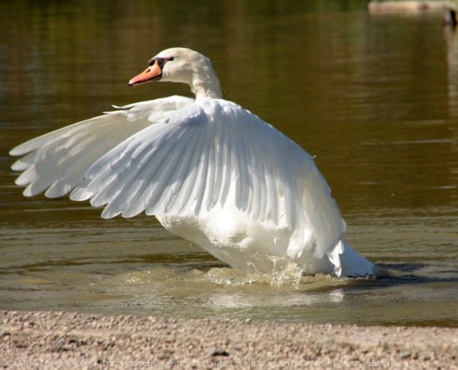 Photo de Cygne