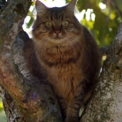 Photo de Chat domestique