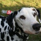 Photo de Dalmatien