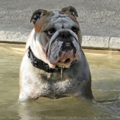 Photo de Bulldog