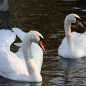 Photo de Cygne