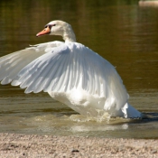 Photo de Cygne