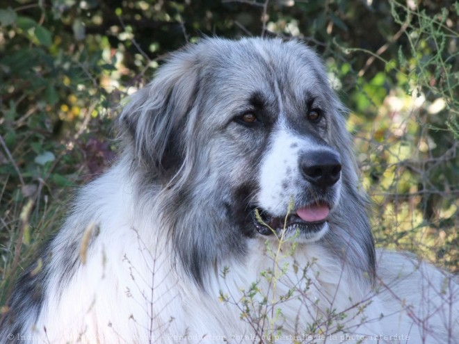 Photo de Chien de montagne des pyrnes