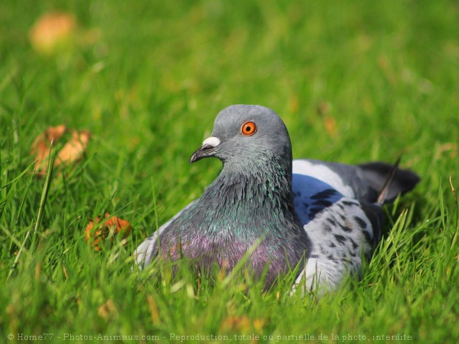 Photo de Pigeon