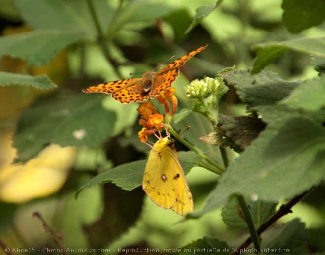 Photo de Papillon