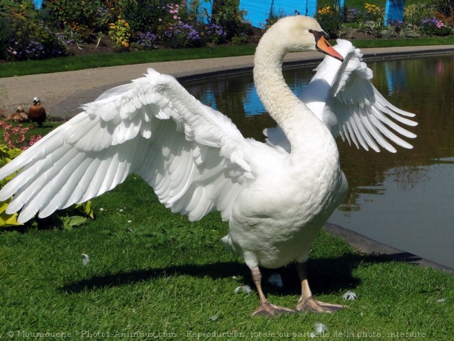 Photo de Cygne