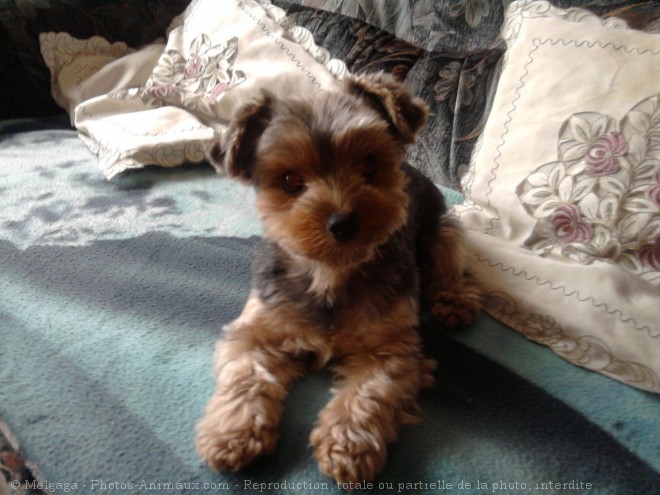 Photo de Yorkshire terrier