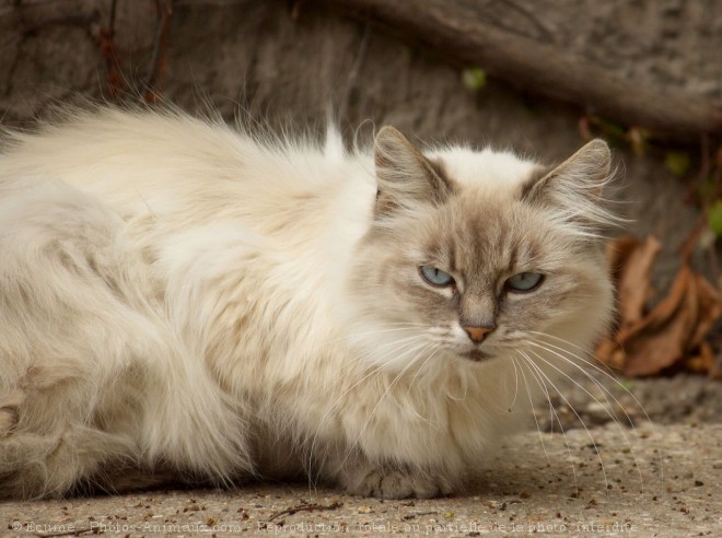 Photo de Chat domestique