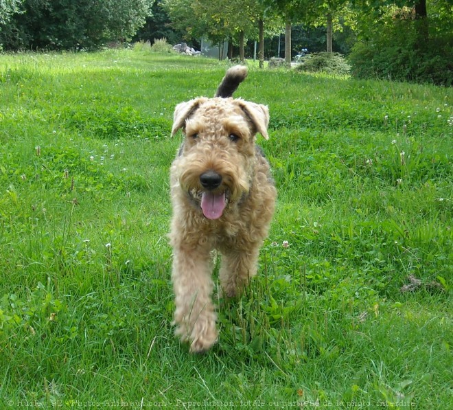 Photo d'Airedale terrier