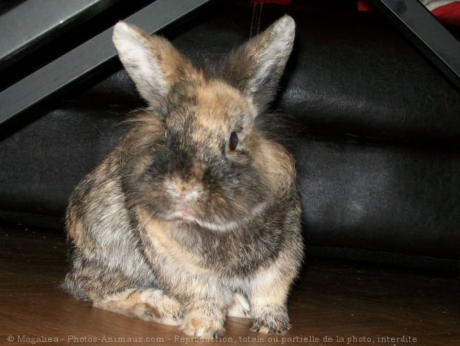 Photo de Lapin