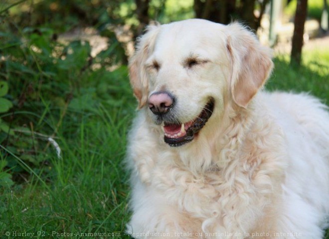 Photo de Golden retriever