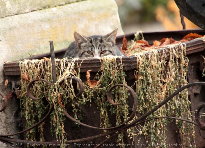 Photo de Chat domestique