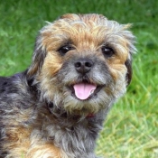 Photo de Border terrier