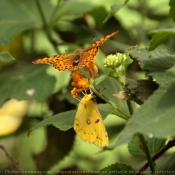 Photo de Papillon