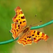 Photo de Papillon