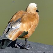 Photo de Canard tadorne casarca