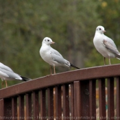 Photo de Mouette