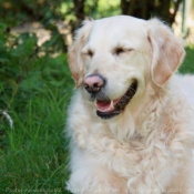 Photo de Golden retriever