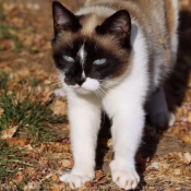 Photo de Chat domestique