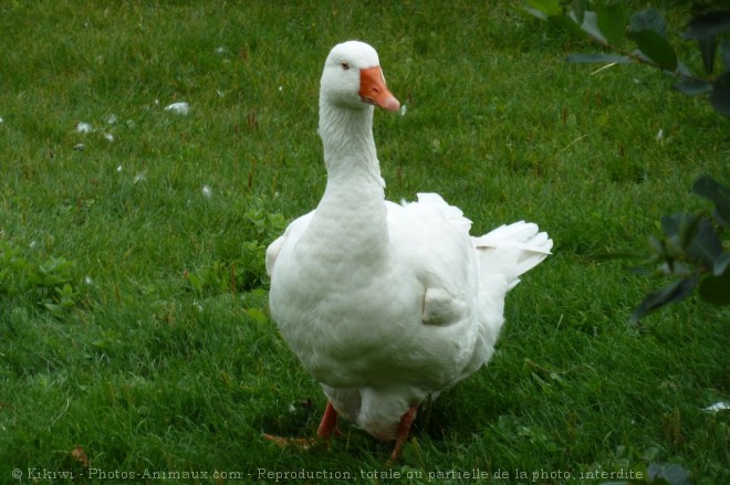 Photo d'Oie blanche