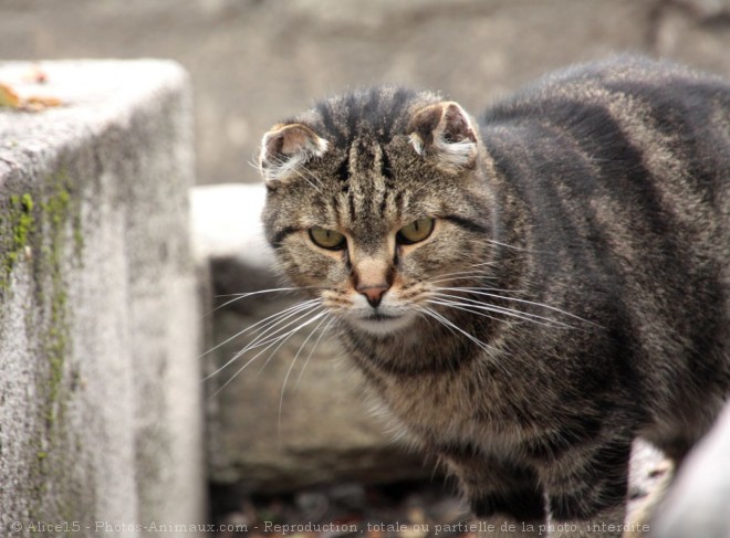 Photo de Chat domestique