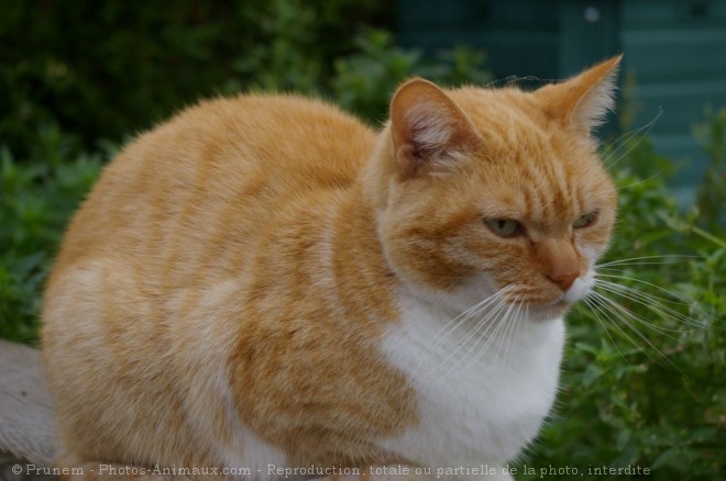 Photo de Chat domestique