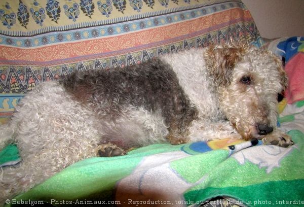 Photo de Fox terrier  poil dur