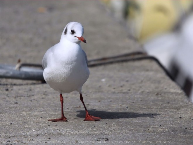 Photo de Mouette