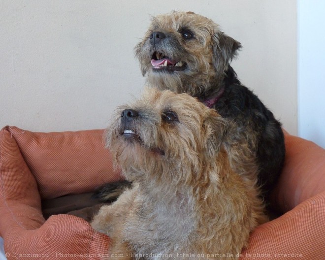 Photo de Border terrier