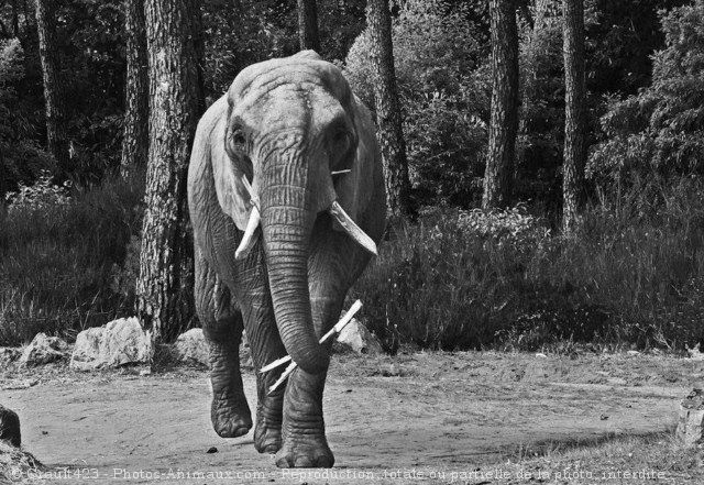 Photo d'Elphant d'afrique