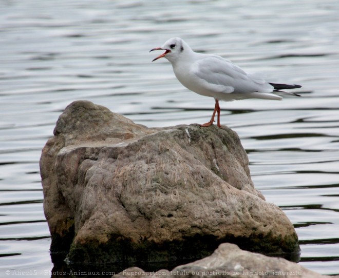 Photo de Mouette