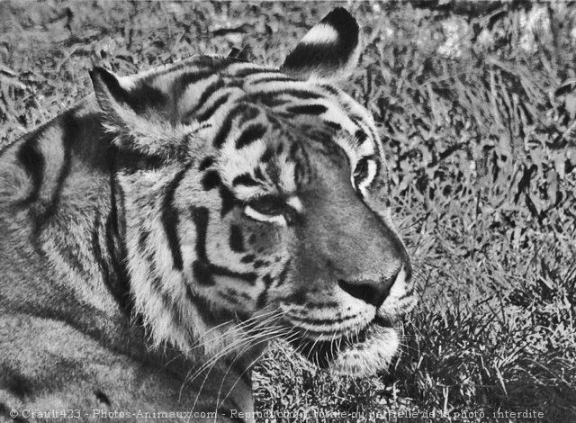 Photo de Tigre