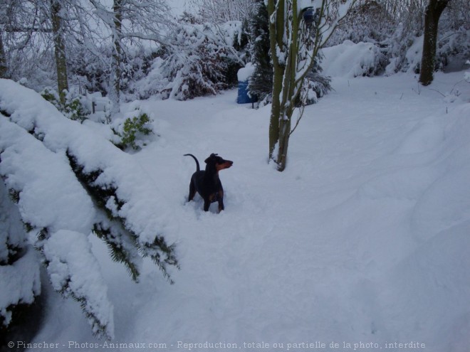 Photo de Pinscher allemand