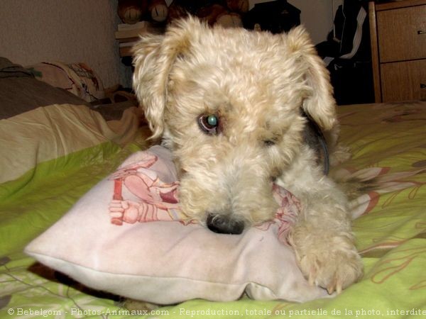 Photo de Fox terrier  poil dur