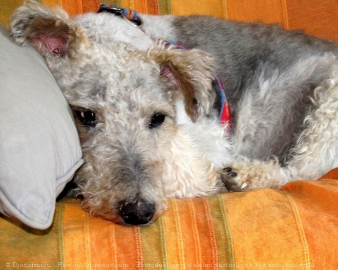 Photo de Fox terrier  poil dur