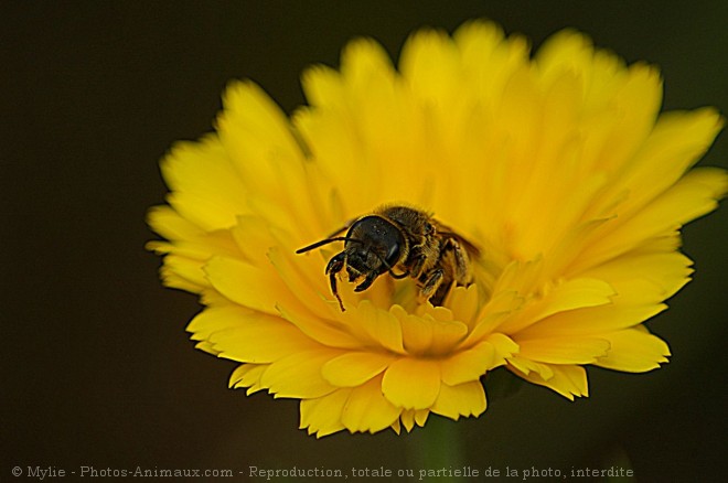 Photo d'Abeille