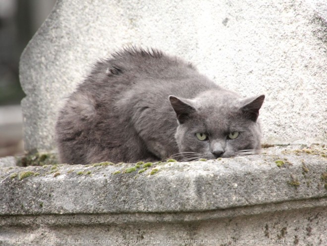 Photo de Chat domestique