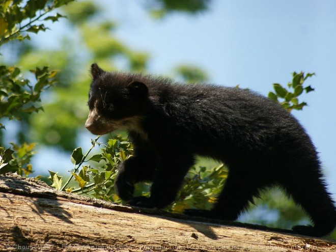 Photo d'Ours