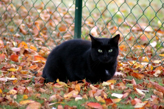 Photo de Chat domestique